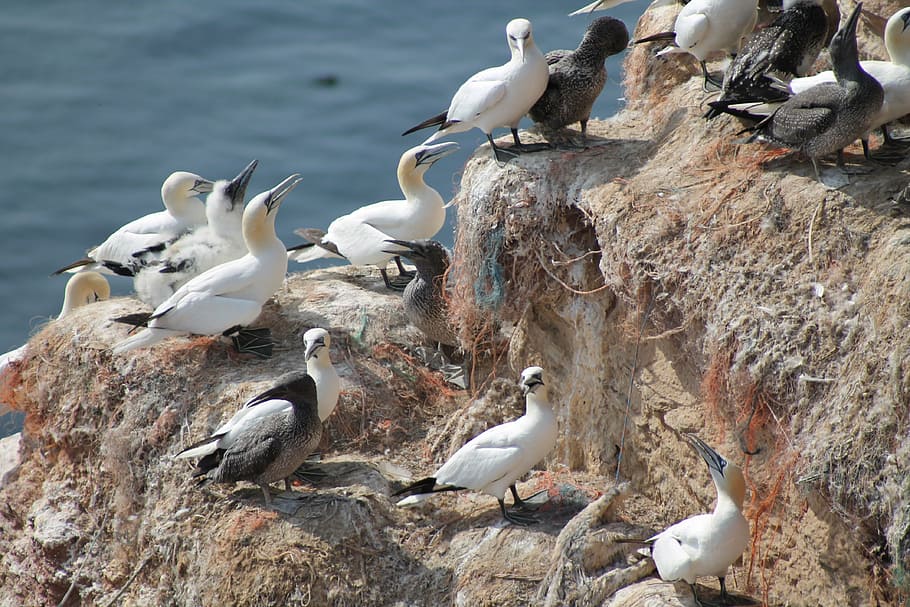 breeding birds, nature, nesting place, animal, wildlife, seagull, HD wallpaper