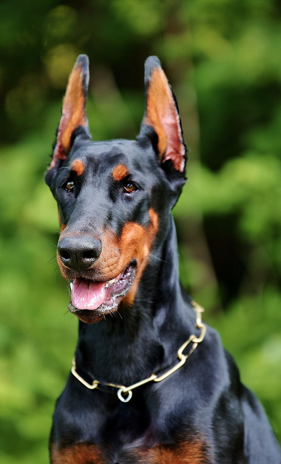 Page 3 | doberman 1080P, 2K, 4K, 5K HD wallpapers free download