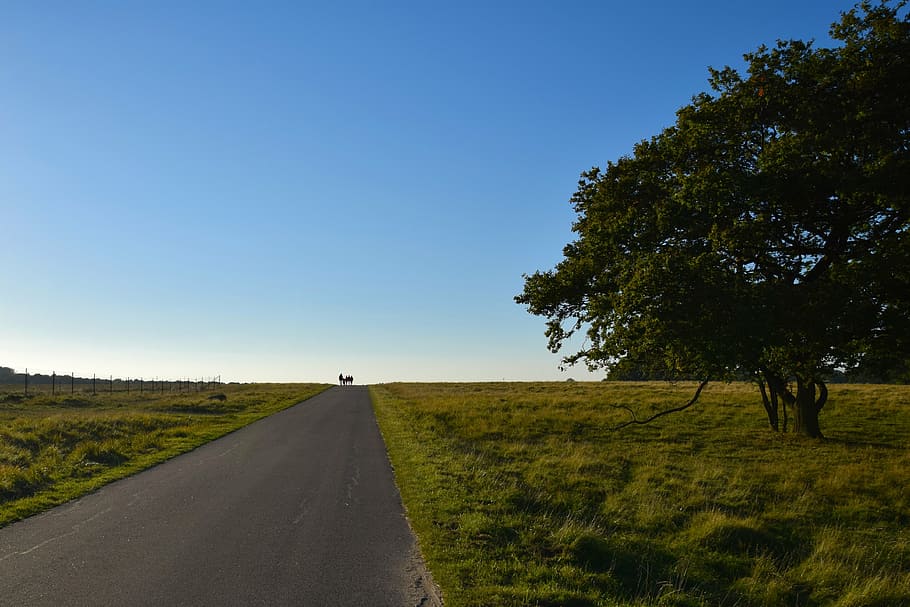 open sky, landscape, tree, nature, autumn, outdoor, walking HD wallpaper