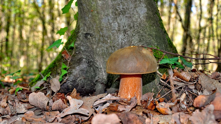 mushroom, porcini mushrooms, autumn, forest, nature, fungus, HD wallpaper