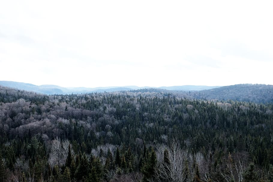 trees, forest, woods, landscape, nature, mountains, plant, scenics - nature HD wallpaper