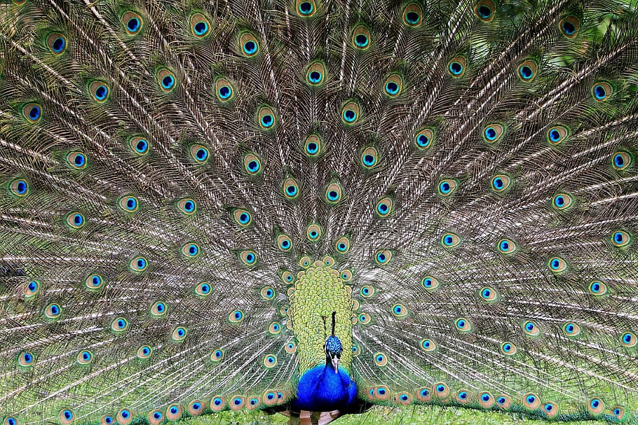 Pride, Peacock, Bird, Tail, Open, green, blue, headshot, outdoors HD wallpaper
