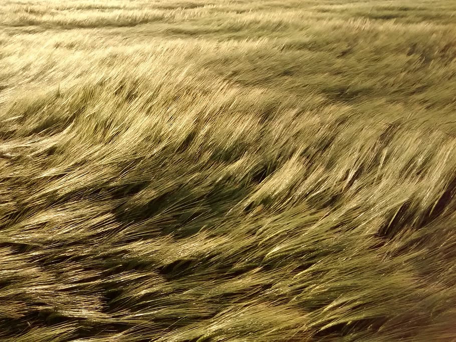 Field, Wheat, Wind, Landscape, Grain, nature, backgrounds, full frame HD wallpaper