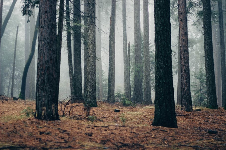 forest with fogs at daytime, trees surrounded by fogs, tree trunk HD wallpaper