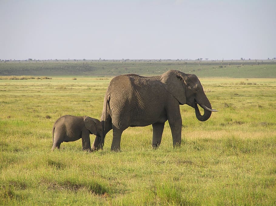 HD wallpaper: elephant, african bush elephant, wilderness, animal