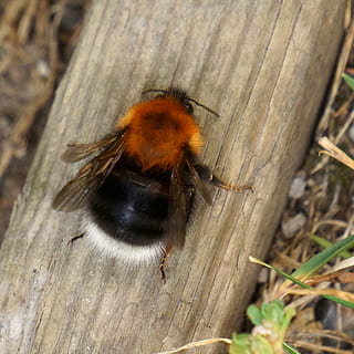 bumble-bee, bombus, insect, wasp, nature, macro, animal, close-up HD wallpaper