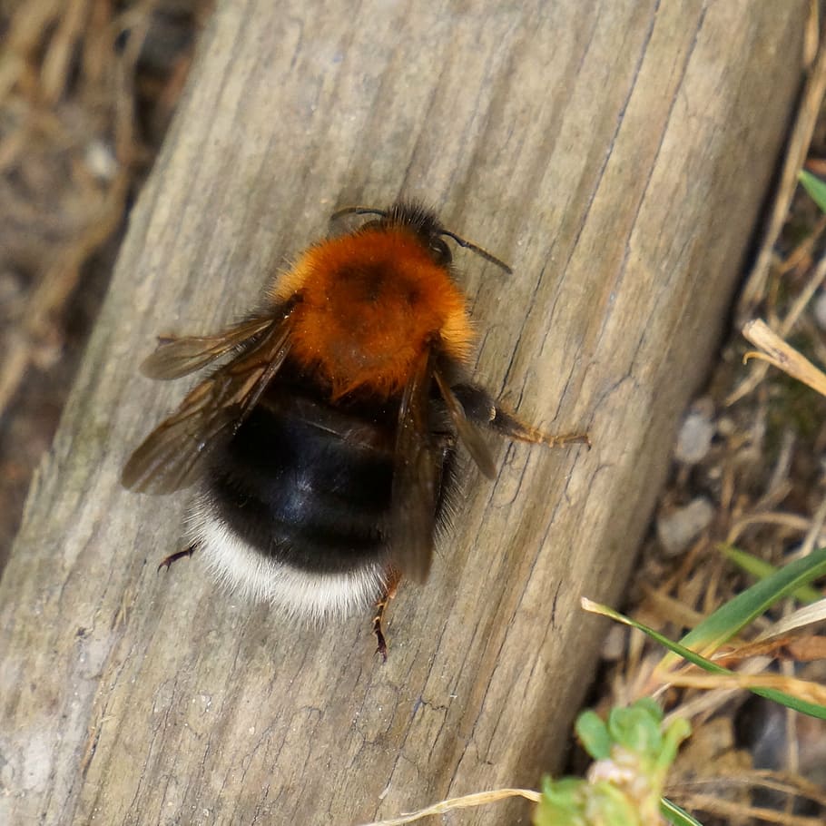 bumble-bee, bombus, insect, wasp, nature, macro, animal, close-up HD wallpaper