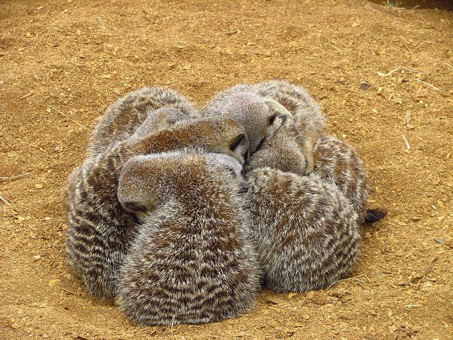 Meerkat, Cuddle, Sand, Furry, cuddling, zoo, animal, animal wildlife HD wallpaper