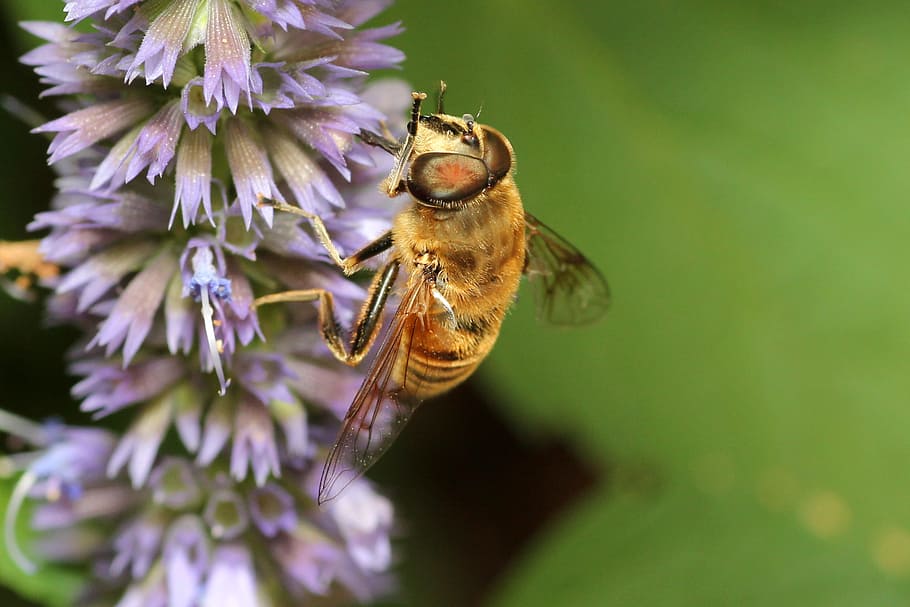 bee, flower, pollination, blossom, bloom, macro, nature, plant HD wallpaper