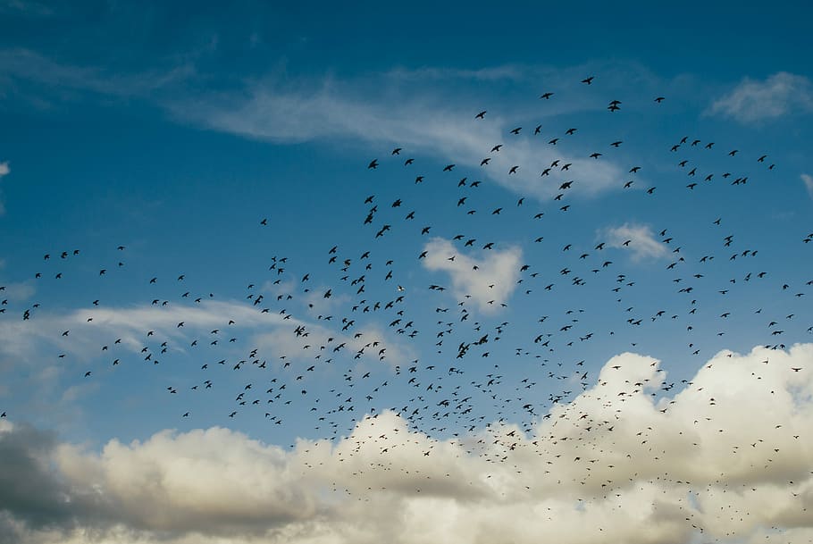 flock of birds flying under blue sky with heavy clouds, white HD wallpaper