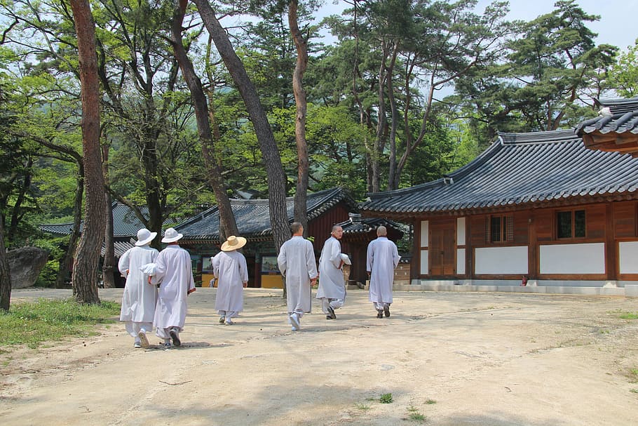 people walking near house, monk, jikjisa, monks, pine, temple HD wallpaper