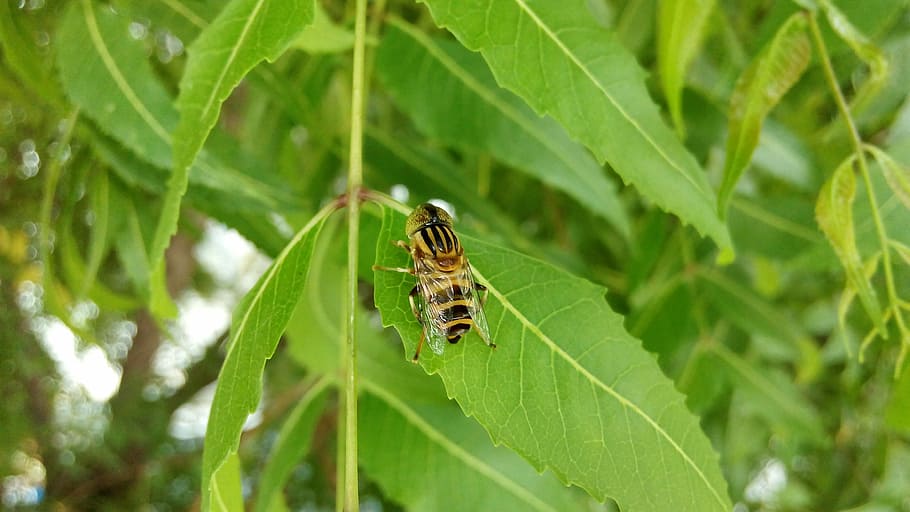 Bee, Insect, Nature, Animals, Fly, honey bee, bees, leaves HD wallpaper