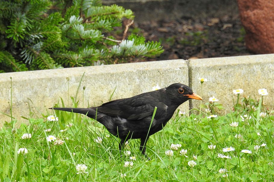 Blackbird, Male, blackbird male, animal themes, one animal