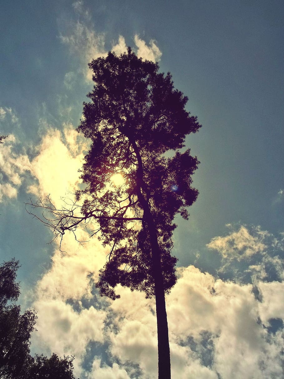 tree, sun, clouds, nature, sky, back light, mood, golden, sunbeam HD wallpaper