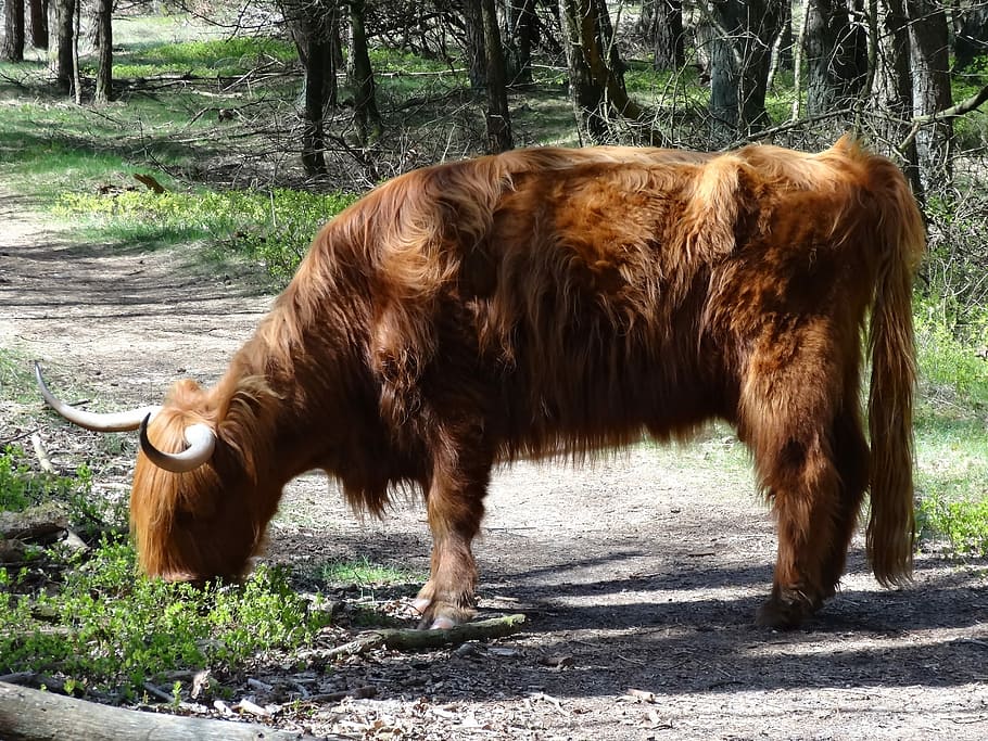 Scottish Highlander, Beef, nature, cows, oxen, landscape, mammal, HD wallpaper