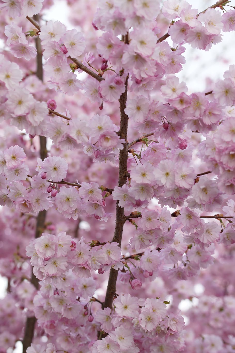 pink cherry blossoms, bloom, spring, close, tender, ornamental cherry HD wallpaper