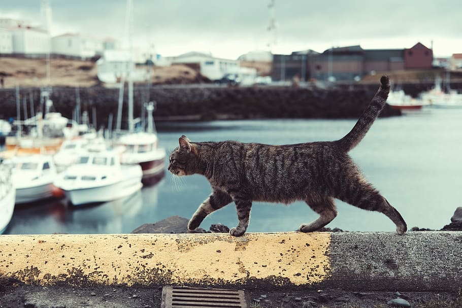 tabby cat on ledge, gray tabby cat walking on concrete pavement HD wallpaper