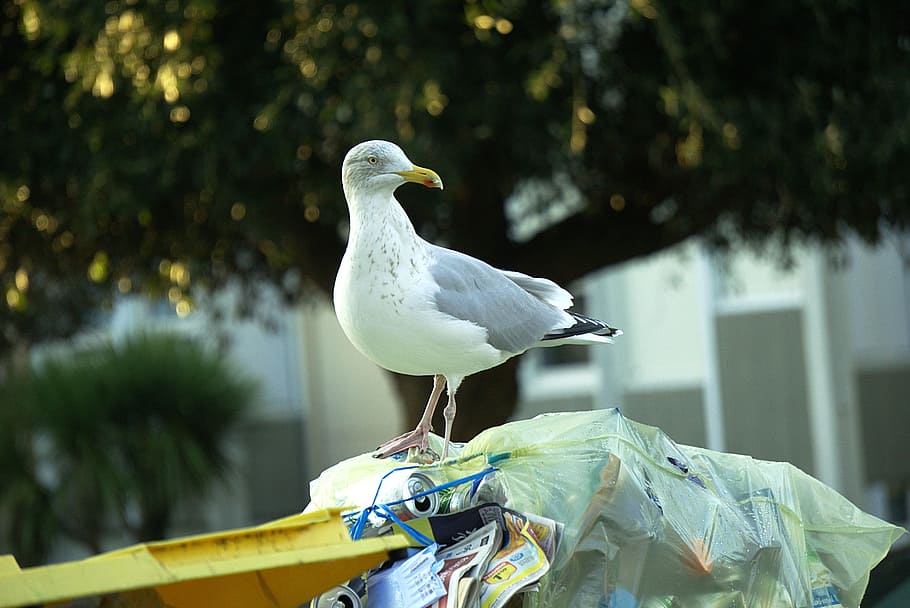 Gull, Trash, Bird, City, Fauna, urban, animals, plumage, pen HD wallpaper
