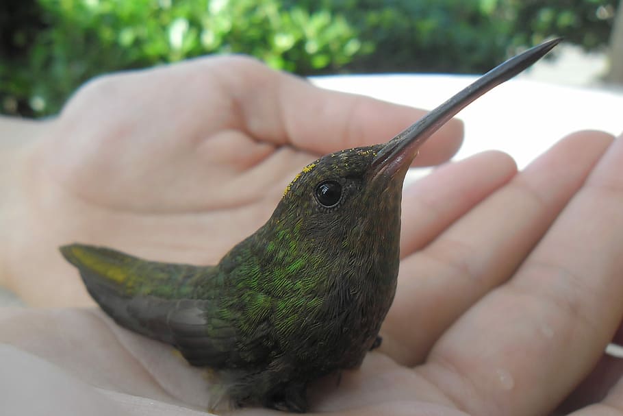 Hummingbird, Hands, Summer, human body part, human hand, one animal HD wallpaper