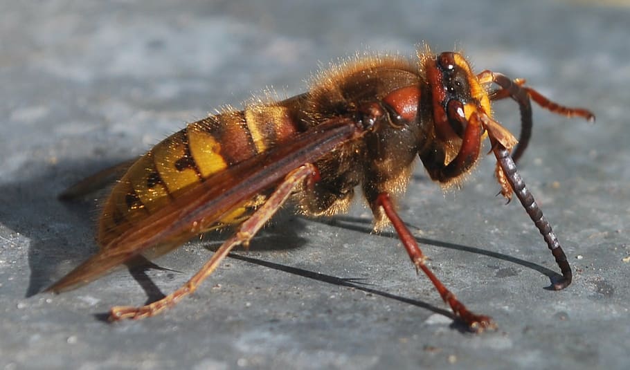 hornet, insect, wasp bee, fly, drawing nature, hive, yellow HD wallpaper