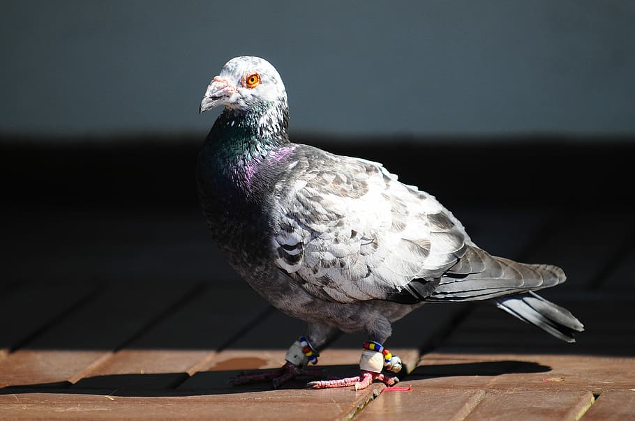Pigeon, Bird, Animal, one animal, black background, full length HD wallpaper