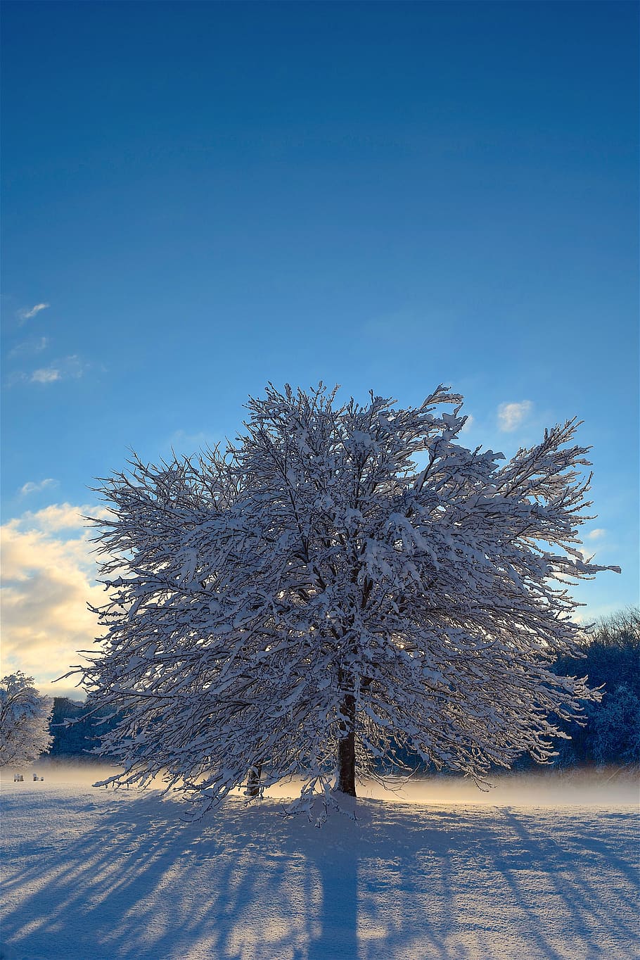 snow, tree, sunlight, shadow, winter, cold, frost, nature, white HD wallpaper