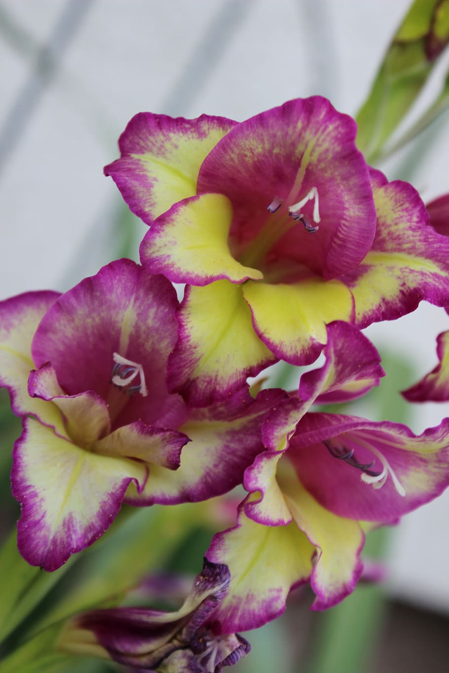Orchid, Flower, Purple, Spring, nature, growth, close-up, beauty in nature HD wallpaper