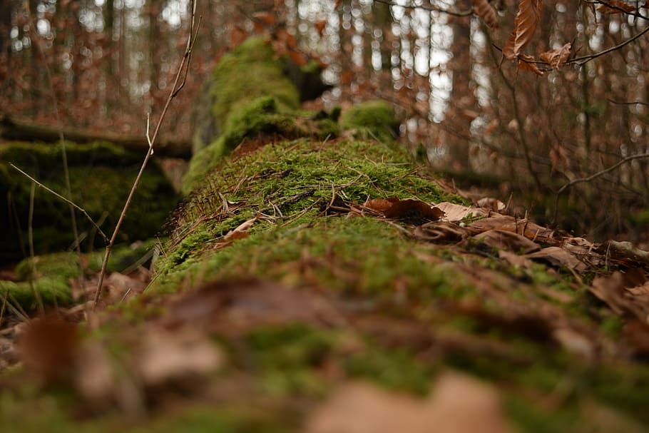 tree, moss, forest, nature, log, green, wood, plant, selective focus HD wallpaper
