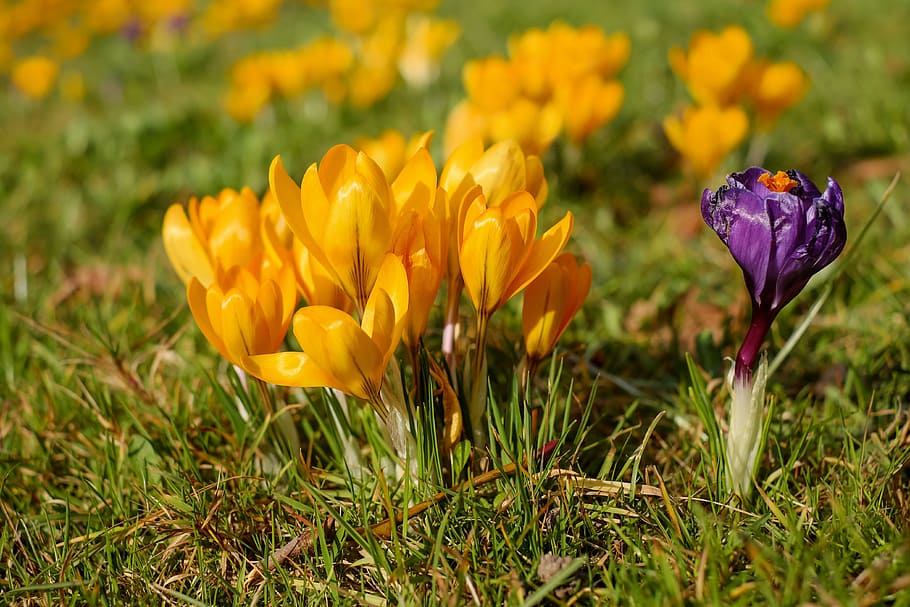 purple and orange tulips taken during daytime, crocus, flowers HD wallpaper