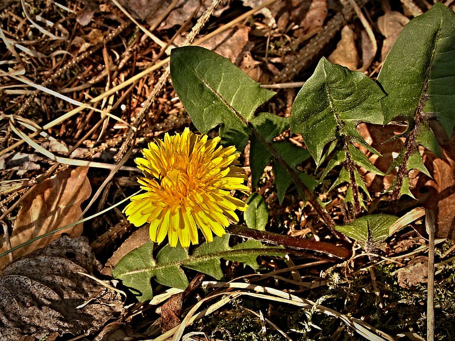 dandelion, flower, spring, macro, needles, leaf, plant part HD wallpaper