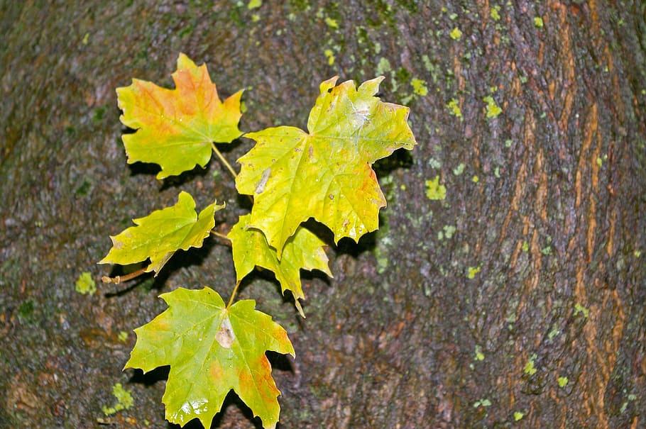autumn, maple leaves, log, green, tree, gold, nature, needle leaf maple, HD wallpaper