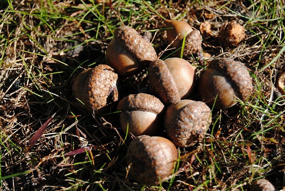 acorn, tree, nature, oak, seed, autumn, season, squirrel, brown HD wallpaper