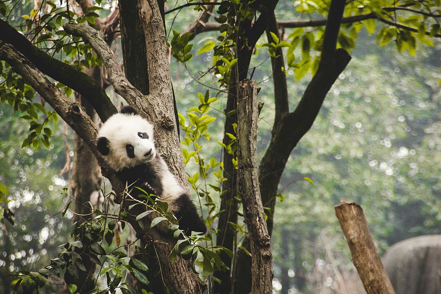 panda on tree, white and black panda on top of gray wooden tree HD wallpaper