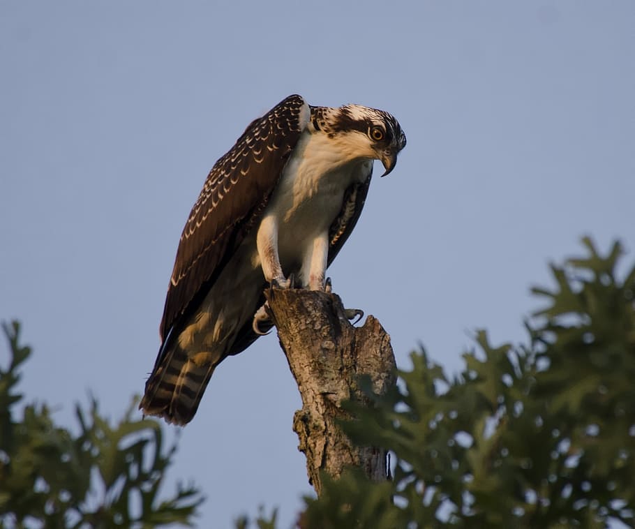 osprey, perched, raptor, bird, nature, wild, portrait, feathers HD wallpaper
