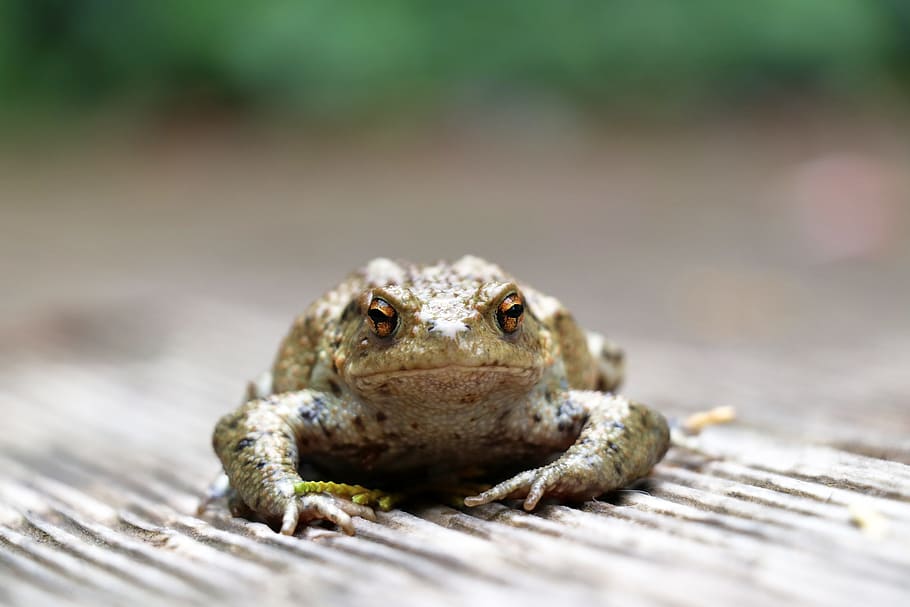 HD wallpaper: toad, animals, amphibian, aquatic animal, common toad