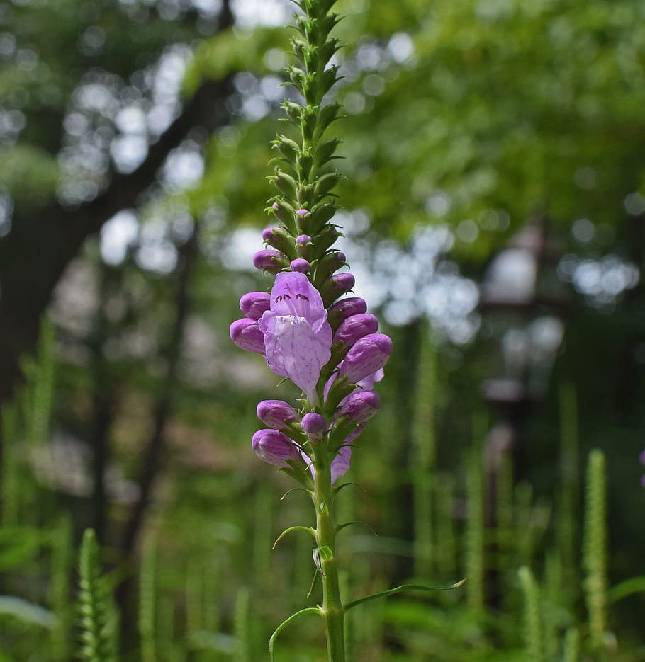 false dragonhead, flower, blossom, bloom, plant, garden, nature HD wallpaper