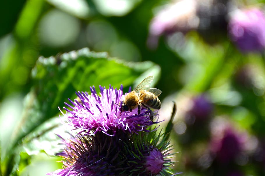 bee, thistle, summer, close, insect, invertebrate, animal themes HD wallpaper
