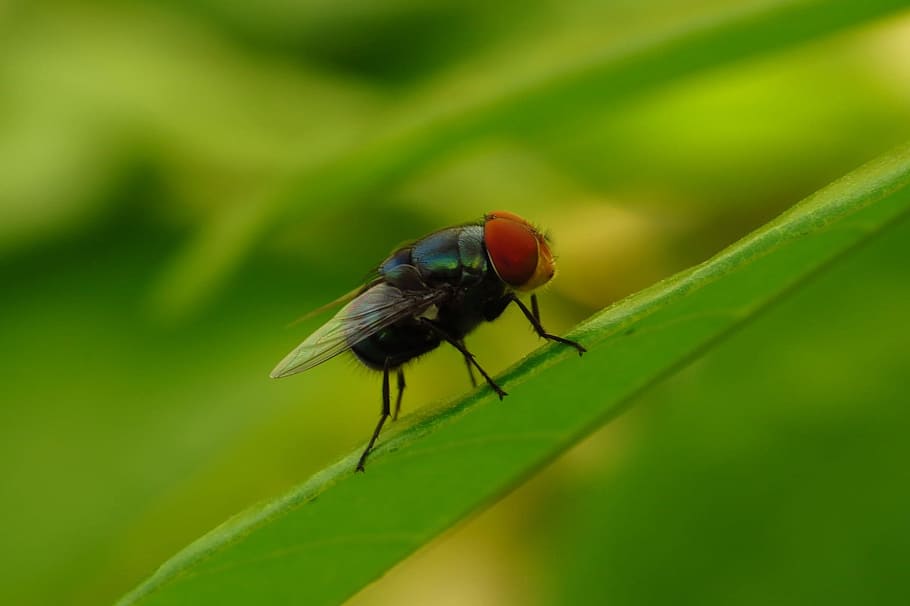 Fly, Macro, Wallpaper, long tongue, sunny, perch, leaf, yellow HD wallpaper