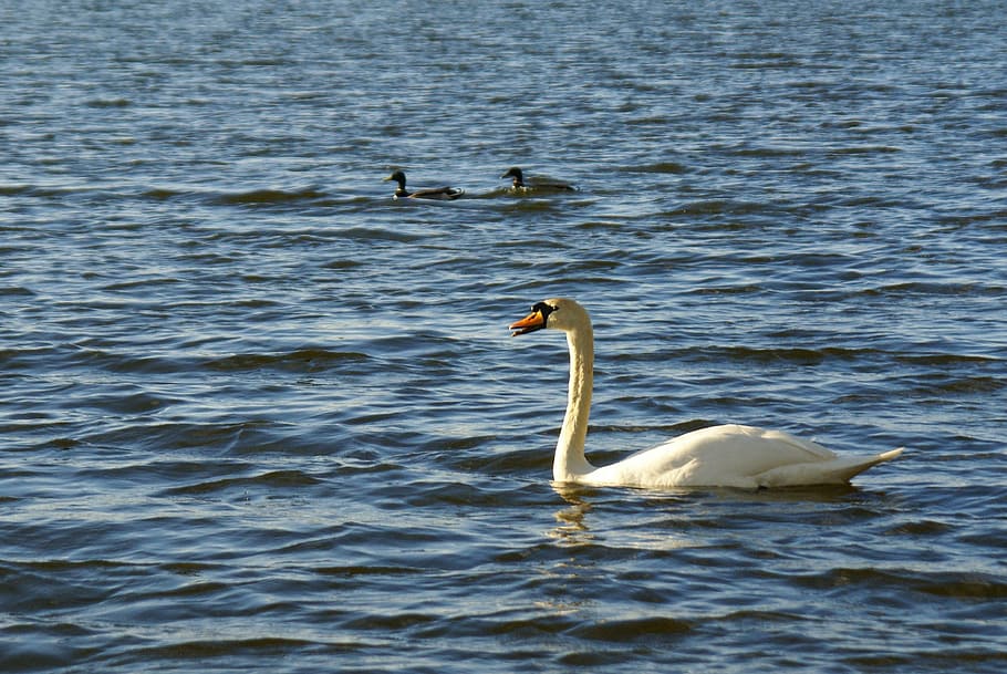 swan, ducks, lake, bird, nature, animal, water, wildlife, white HD wallpaper