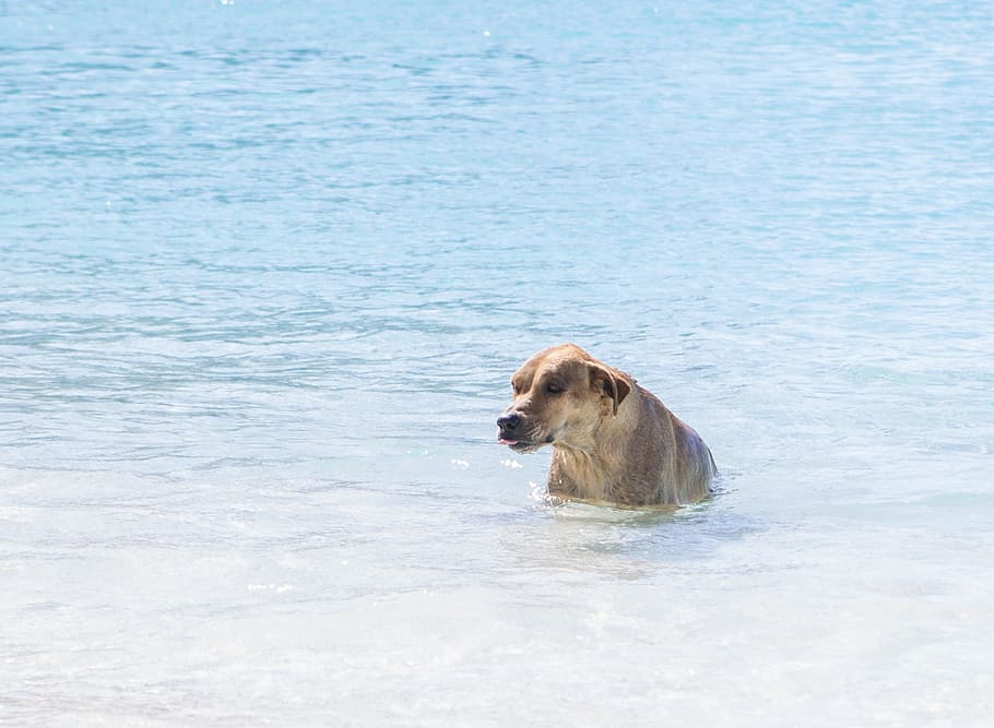 dog, water, ocean, one animal, mammal, animal themes, canine HD wallpaper