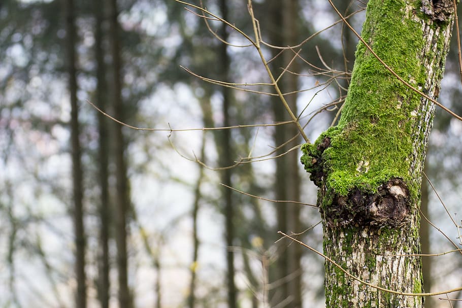 moss, bark, wood, structure, tree, plant, focus on foreground HD wallpaper