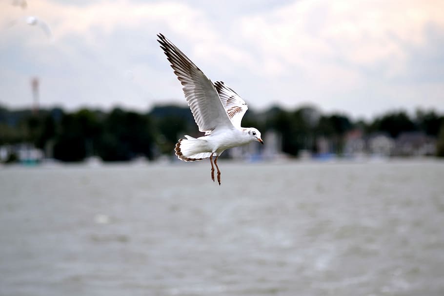 Seagull, Bird, Close, Water, Nature, Fly, animals, waterfowl HD wallpaper