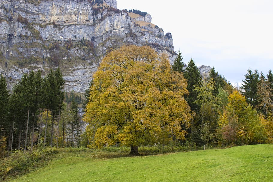 Tree, Autumn, Fall, Fall Color, tree in the fall, landscape HD wallpaper