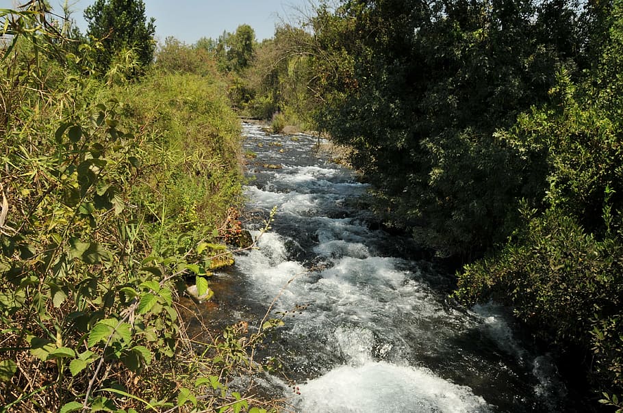 river, dan, israel, stream, rapids, plant, tree, beauty in nature HD wallpaper