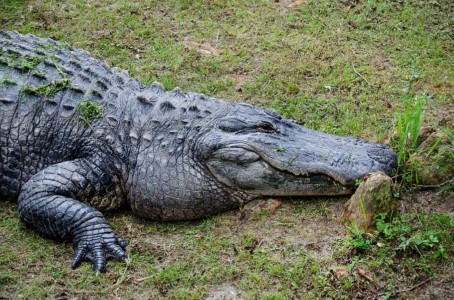 alligator alley, alabama, usa, america, north america, united states, HD wallpaper