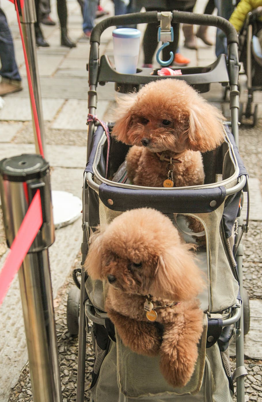 Dog, Twin, even, outdoors, close-up, no people, day, mammal HD wallpaper