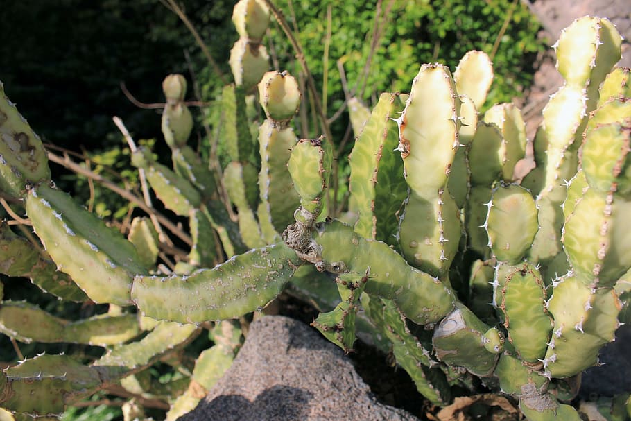 selenicereus anthonyanus, cactus, fish bone cactus, rick rack cactus, HD wallpaper