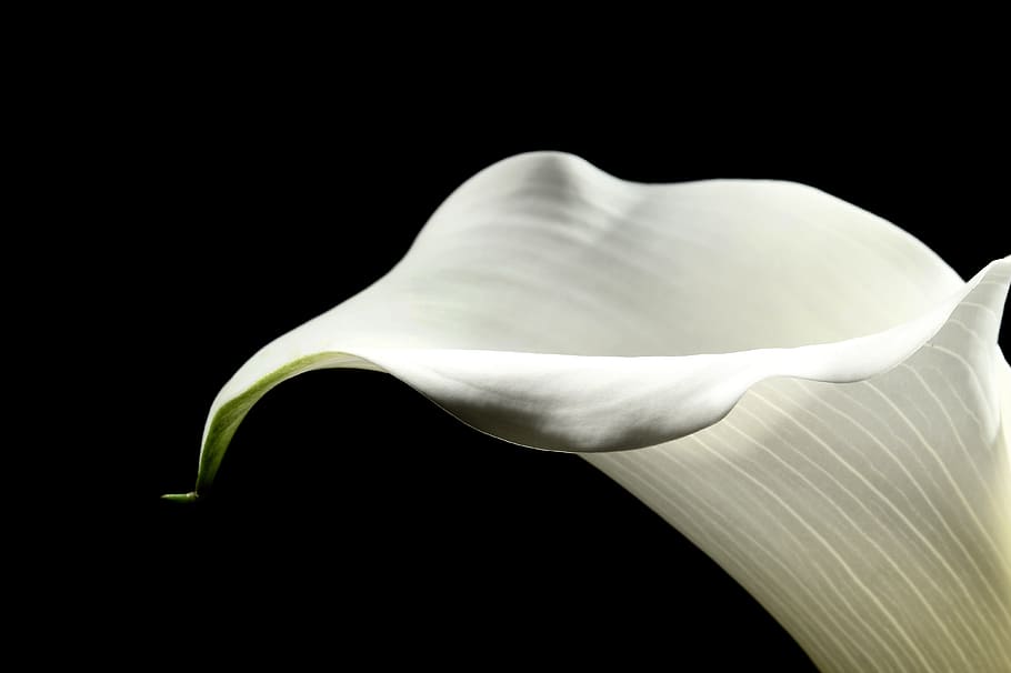kara, flowers, plants, black background, calla lily, close-up HD wallpaper