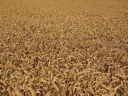 Wheat Field, Cornfield, many, spike, cereals, grain, plant HD wallpaper