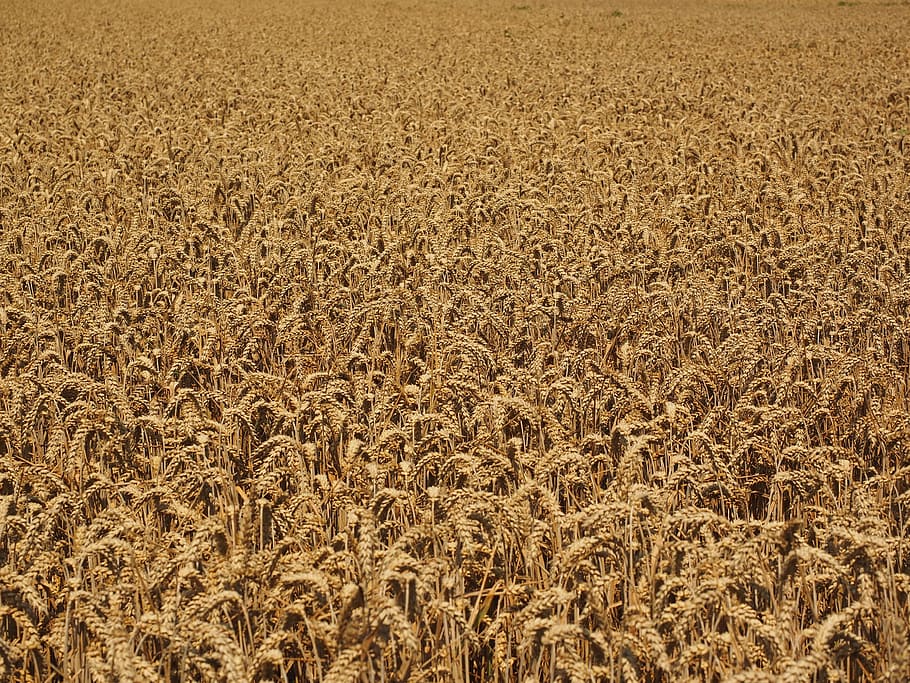 Wheat Field, Cornfield, many, spike, cereals, grain, plant HD wallpaper